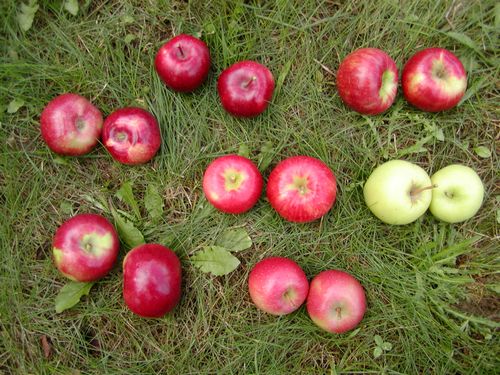 apple varieties